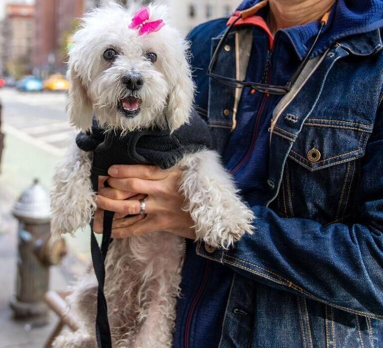 Enlarge Princess, a Adoptable mixed breed in New York, NY image 6/6