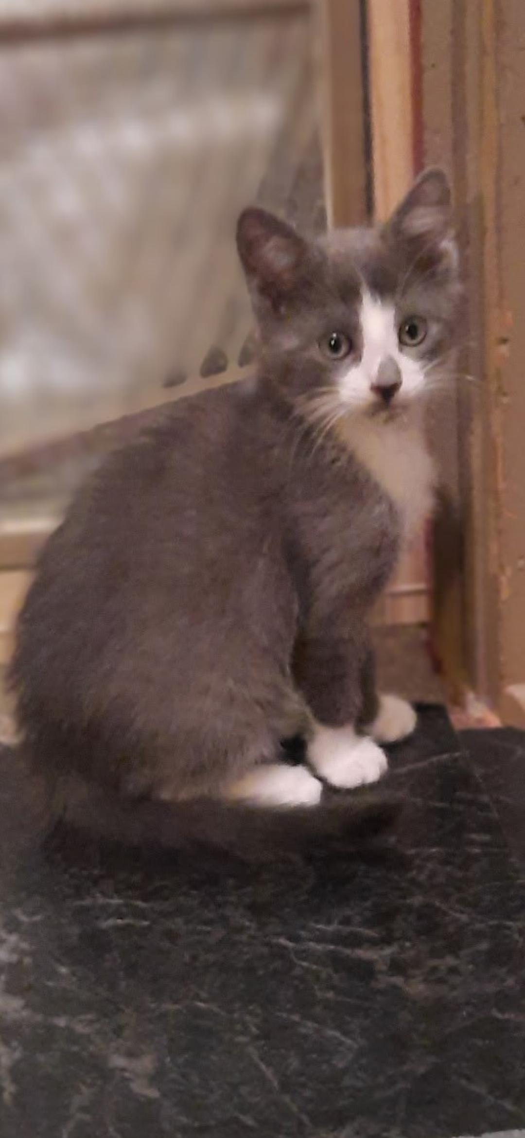 Frenella, ADOPTABLE, Kitten Female Domestic Short Hair.