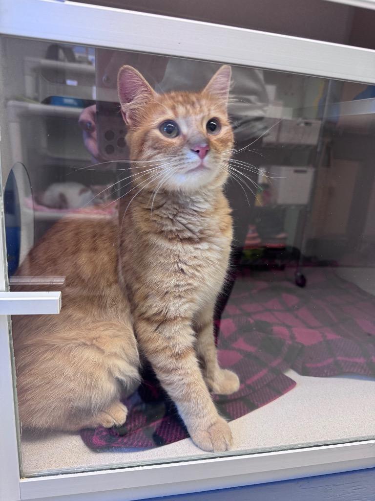 Sunshine, Adoptable, Young Male Domestic Short Hair.