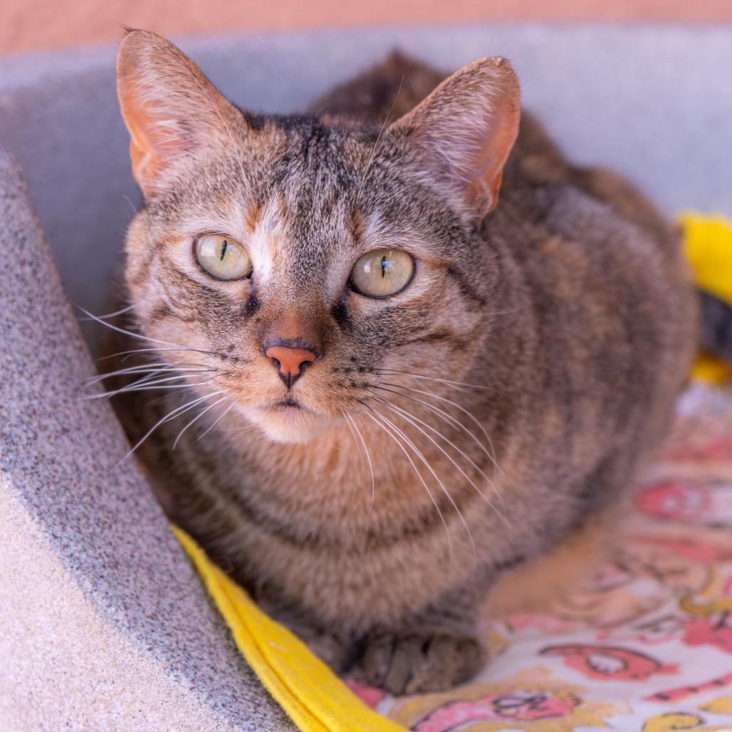 Enlarge Milli, a Adoptable Domestic Short Hair in Albuquerque, NM image 1/6