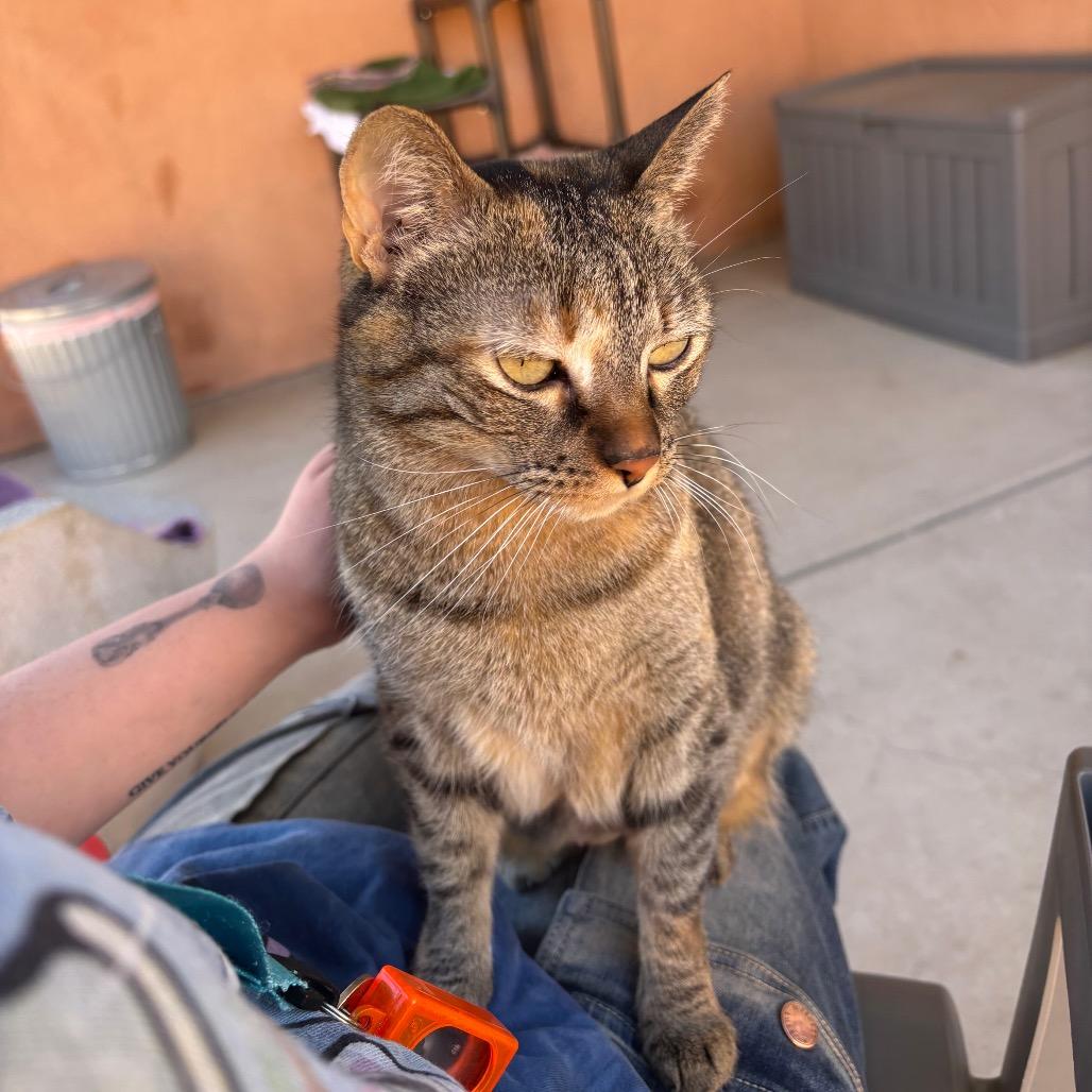 Milli, Adoptable, Adult Female Domestic Short Hair.