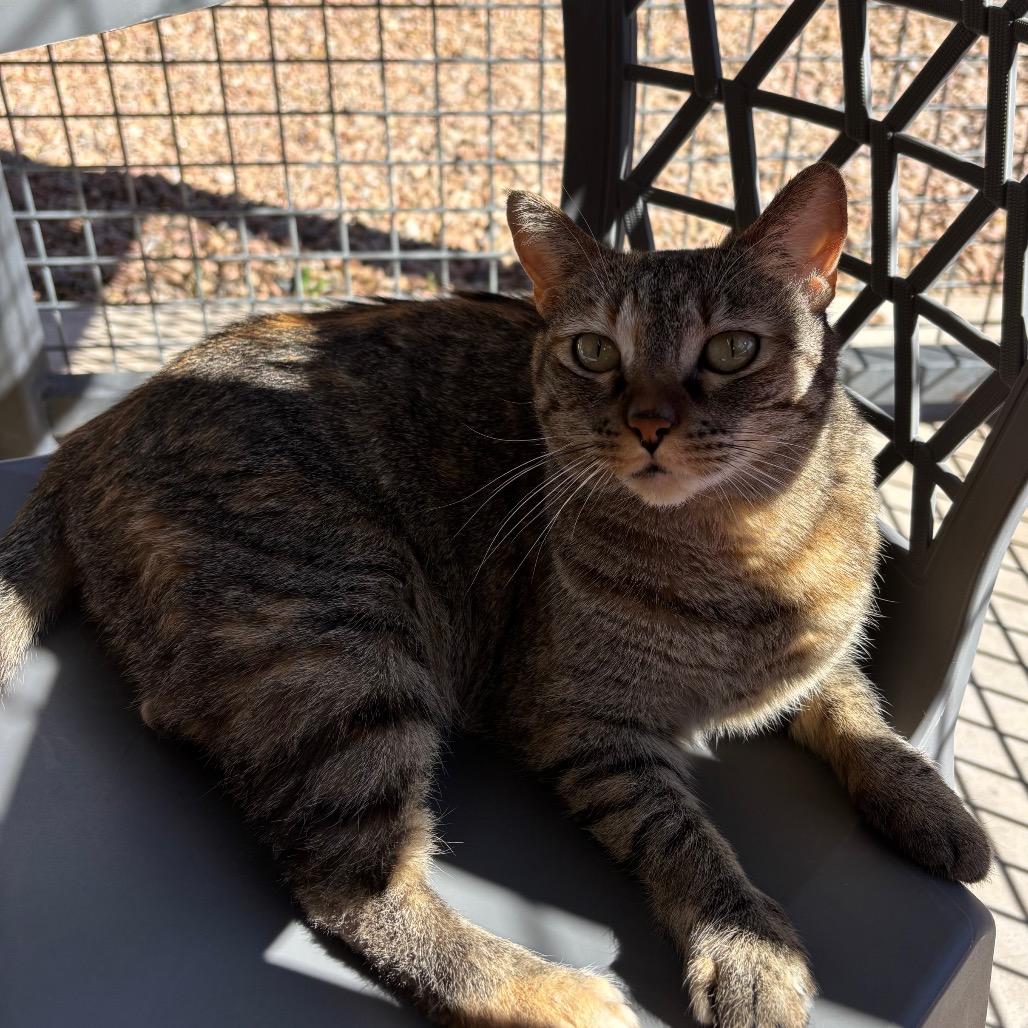 Milli, a Adoptable Domestic Short Hair in Albuquerque, NM image 2/6