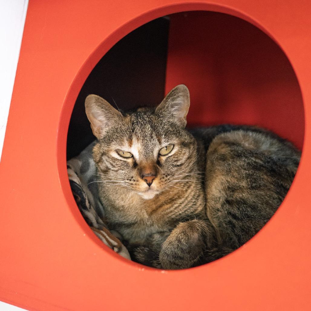 Milli, a Adoptable Domestic Short Hair in Albuquerque, NM image 3/6