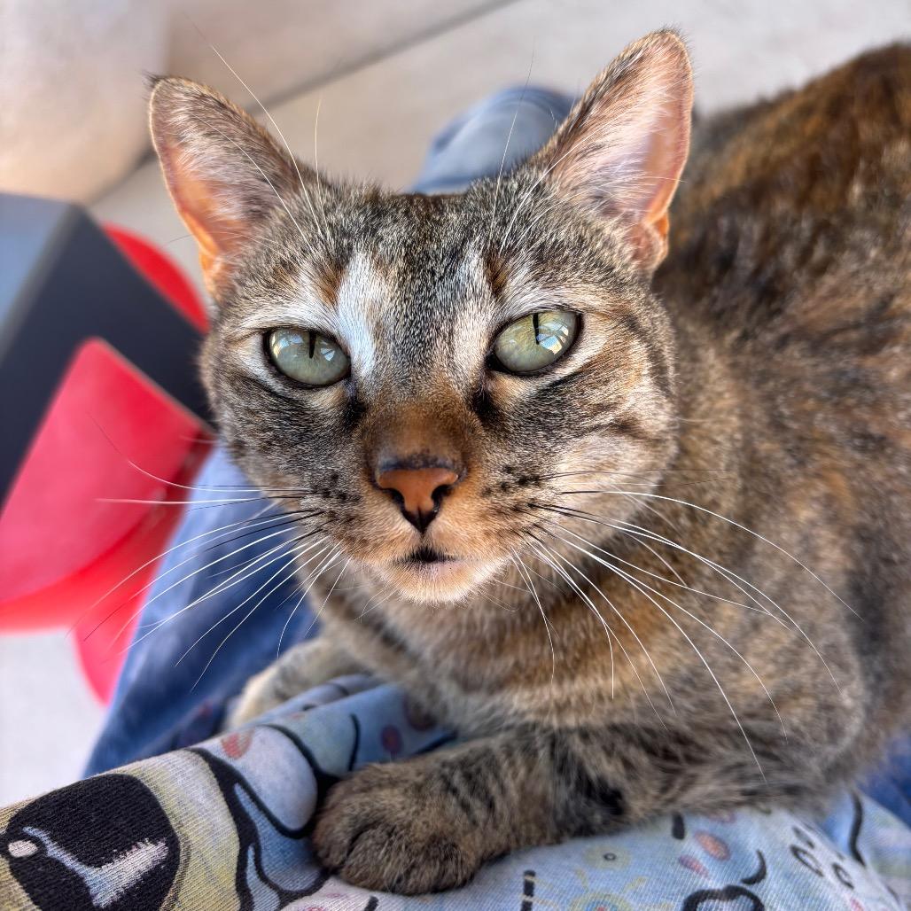 Milli, a Adoptable Domestic Short Hair in Albuquerque, NM image 4/6