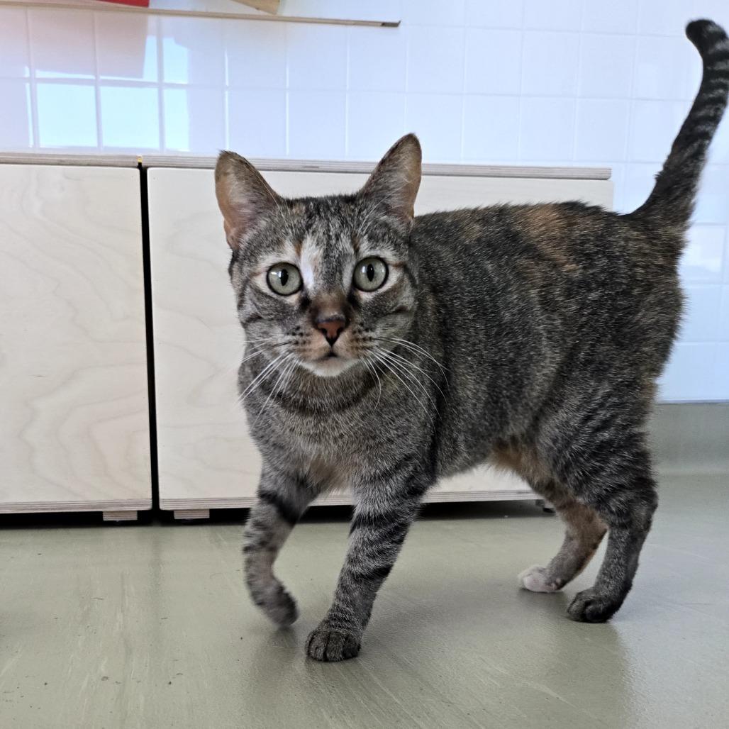 Milli, a Adoptable Domestic Short Hair in Albuquerque, NM image 5/6