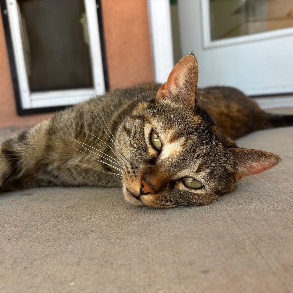 Milli, a Adoptable Domestic Short Hair in Albuquerque, NM image 6/6