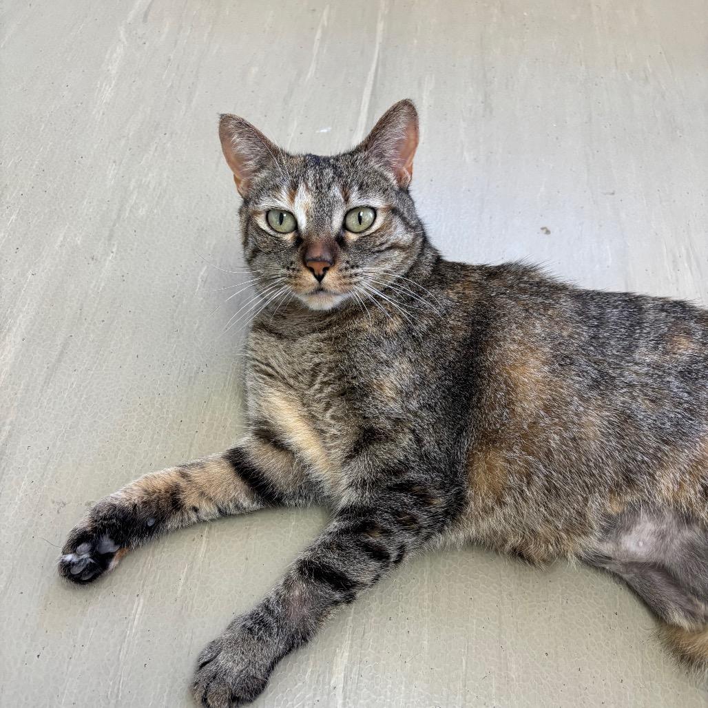 Enlarge Milli, a Adoptable Domestic Short Hair in Albuquerque, NM image 6/6