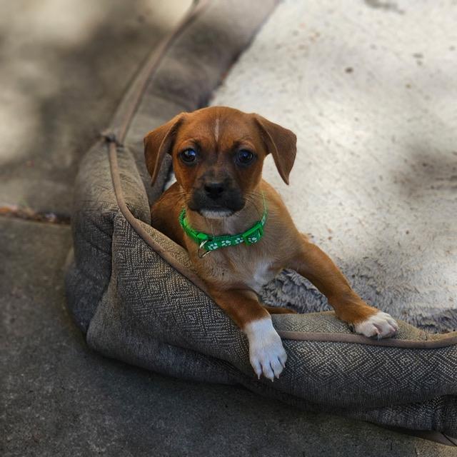 Enlarge Gouda, a ADOPTABLE Chiweenie in clayton , CA image 3/4