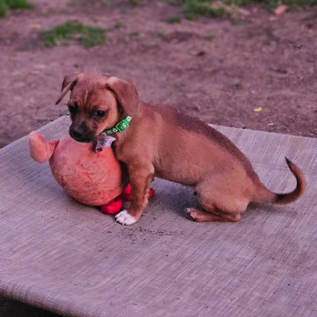 Enlarge Gouda, a ADOPTABLE Chiweenie in clayton , CA image 4/4