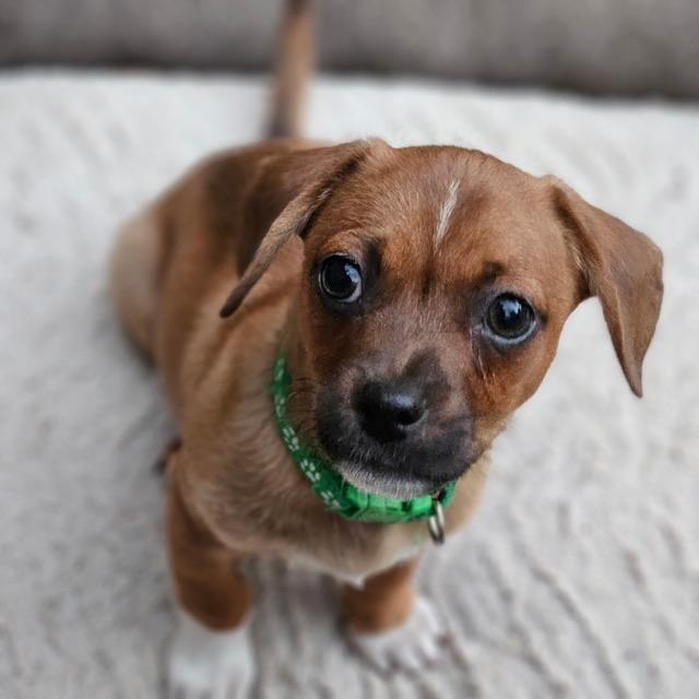 Gouda, ADOPTABLE, Puppy Male Chiweenie.