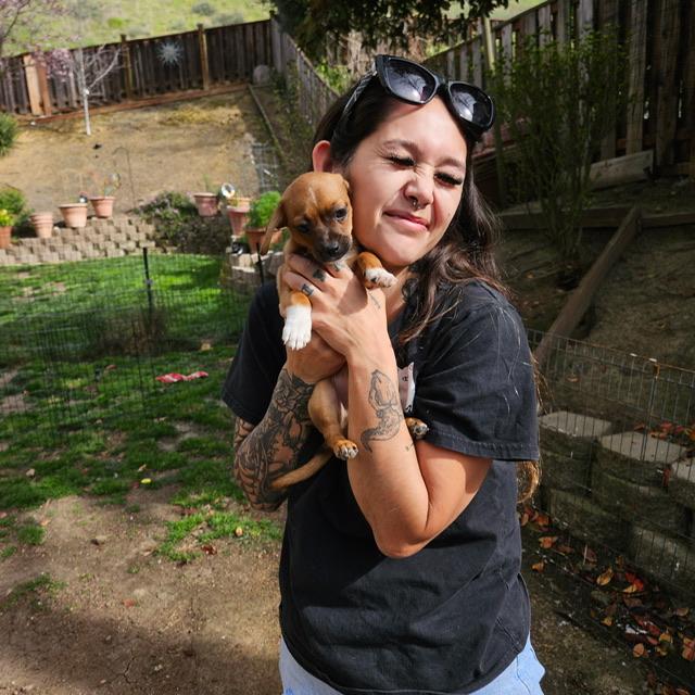 Enlarge Gouda, a ADOPTABLE Chiweenie in clayton , CA image 2/4