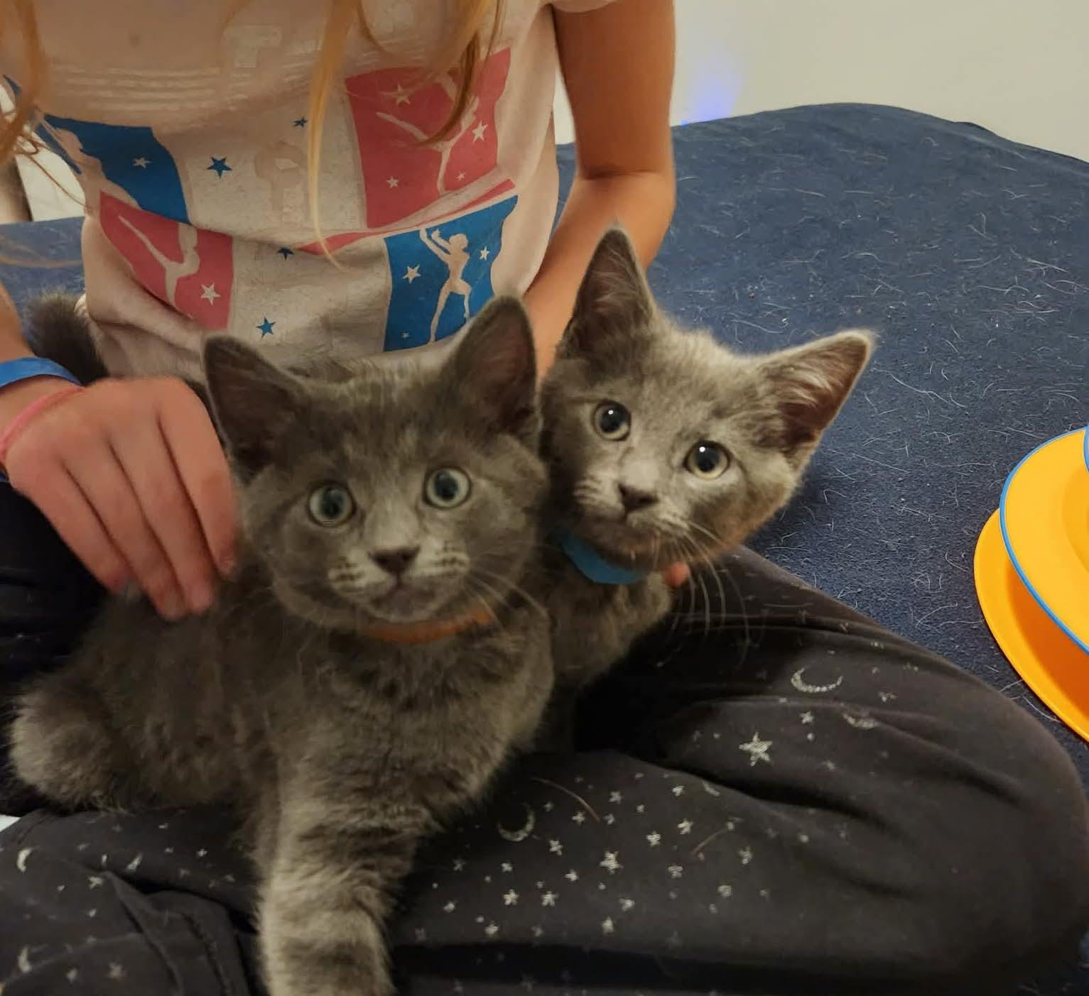 Enlarge Mikha, a Adoptable mixed breed in Chicago, IL image 6/6