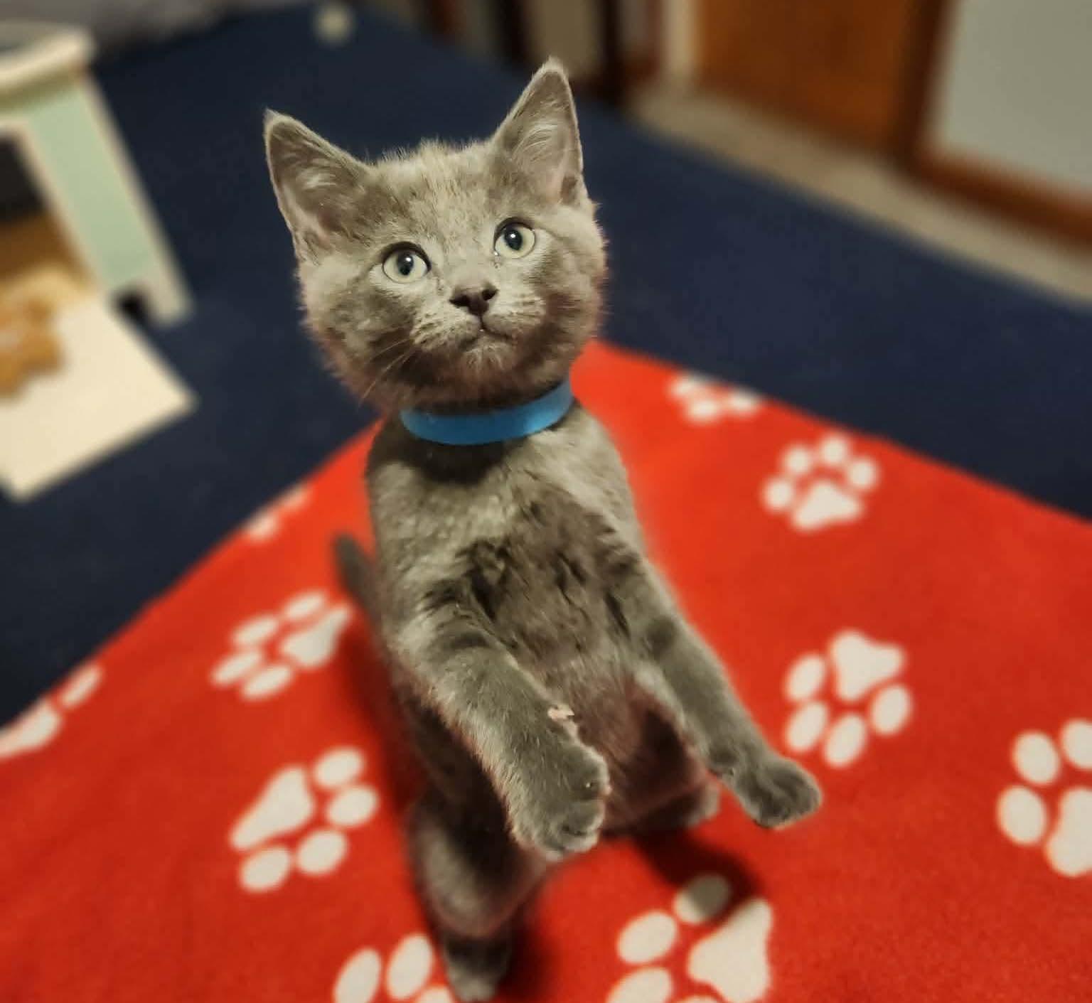 Enlarge Mikha, a Adoptable mixed breed in Chicago, IL image 5/6