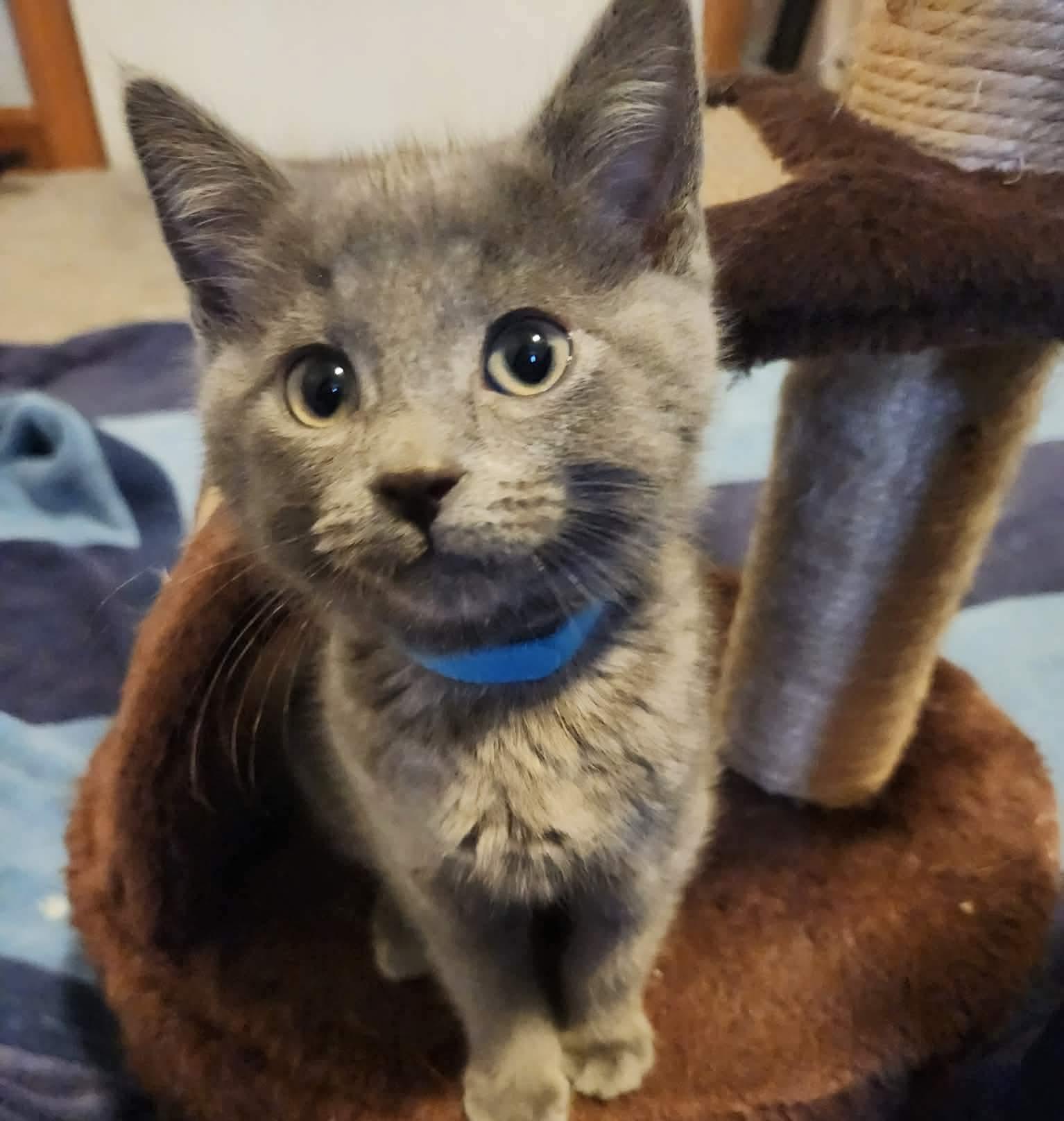 Enlarge Mikha, a Adoptable mixed breed in Chicago, IL image 1/6