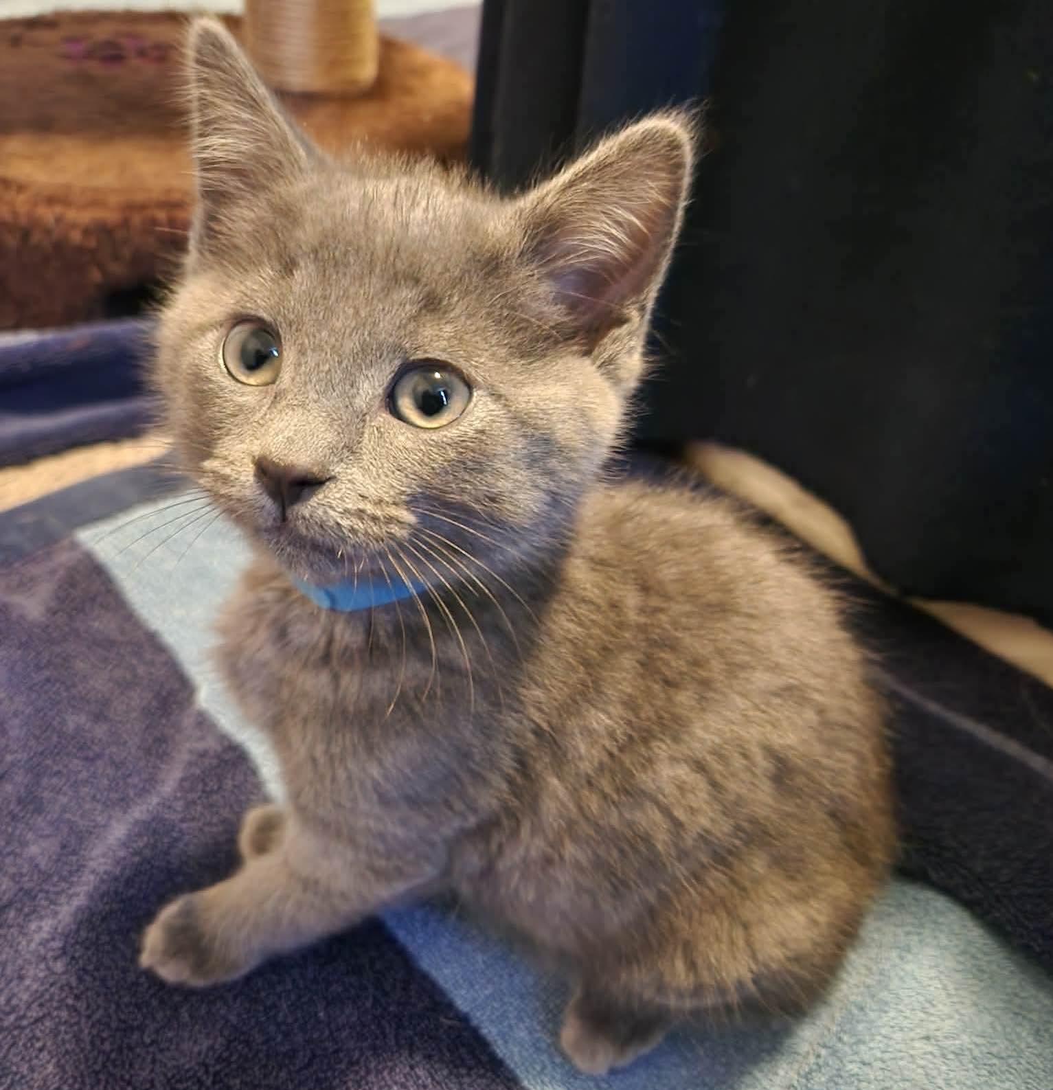 Enlarge Mikha, a Adoptable mixed breed in Chicago, IL image 3/6