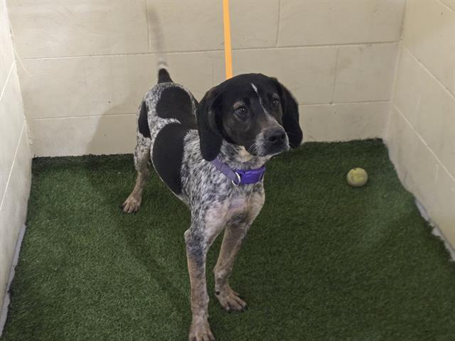 Enlarge A1254470, a Adoptable German Shorthaired Pointer in Winter Haven, FL image 1/1