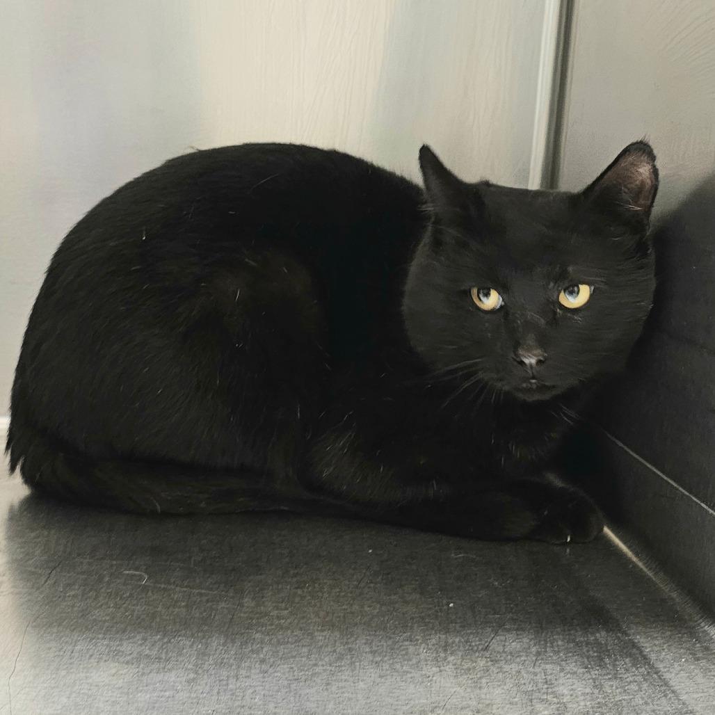 Larry, Adoptable, Adult Male Domestic Short Hair.