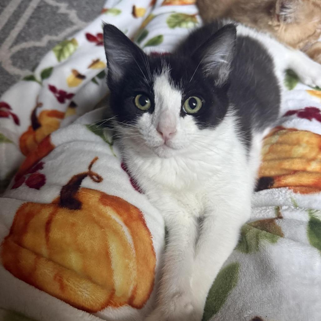 Enlarge Will, a Adoptable Domestic Short Hair in Wichita, KS image 1/6