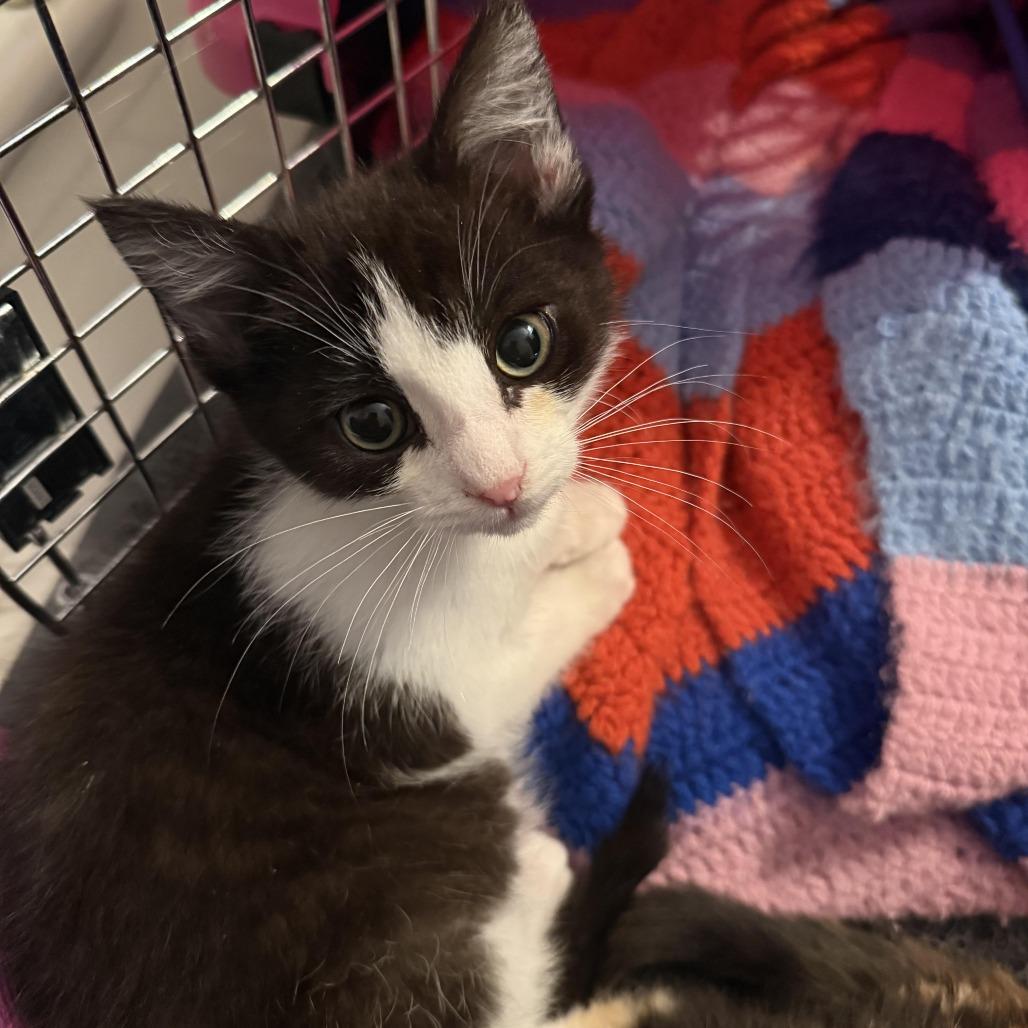 Enlarge Will, a Adoptable Domestic Short Hair in Wichita, KS image 3/6