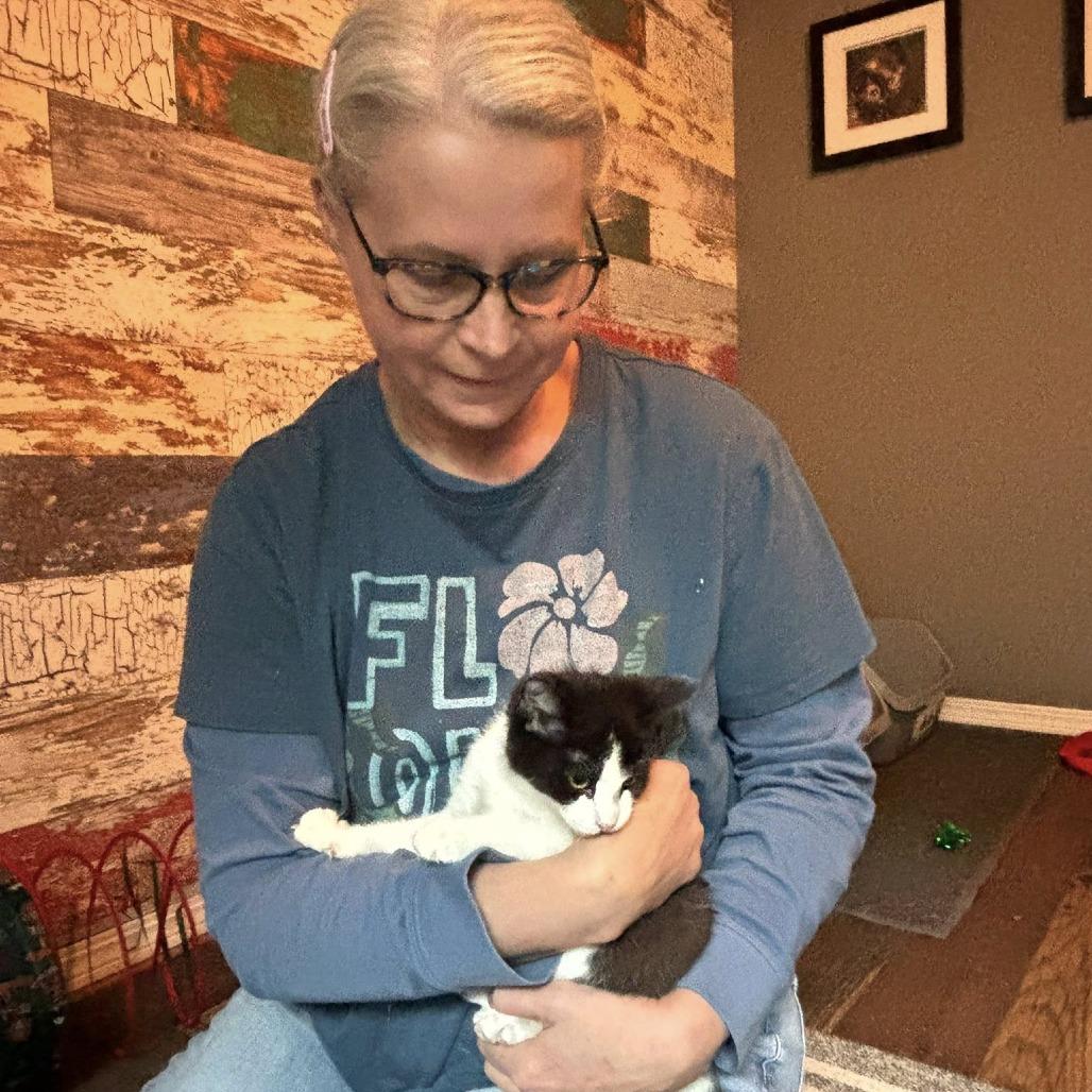 Enlarge Will, a Adoptable Domestic Short Hair in Wichita, KS image 5/6