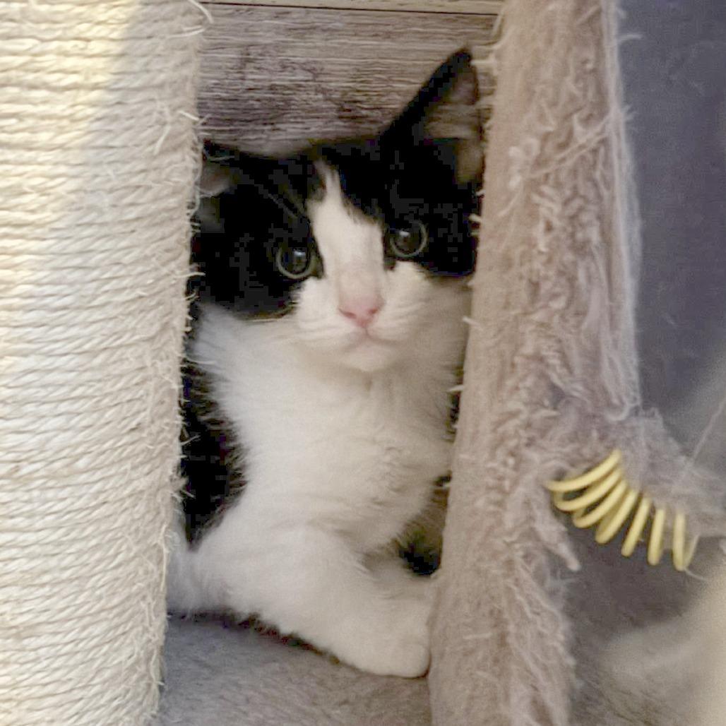 Enlarge Will, a Adoptable Domestic Short Hair in Wichita, KS image 6/6