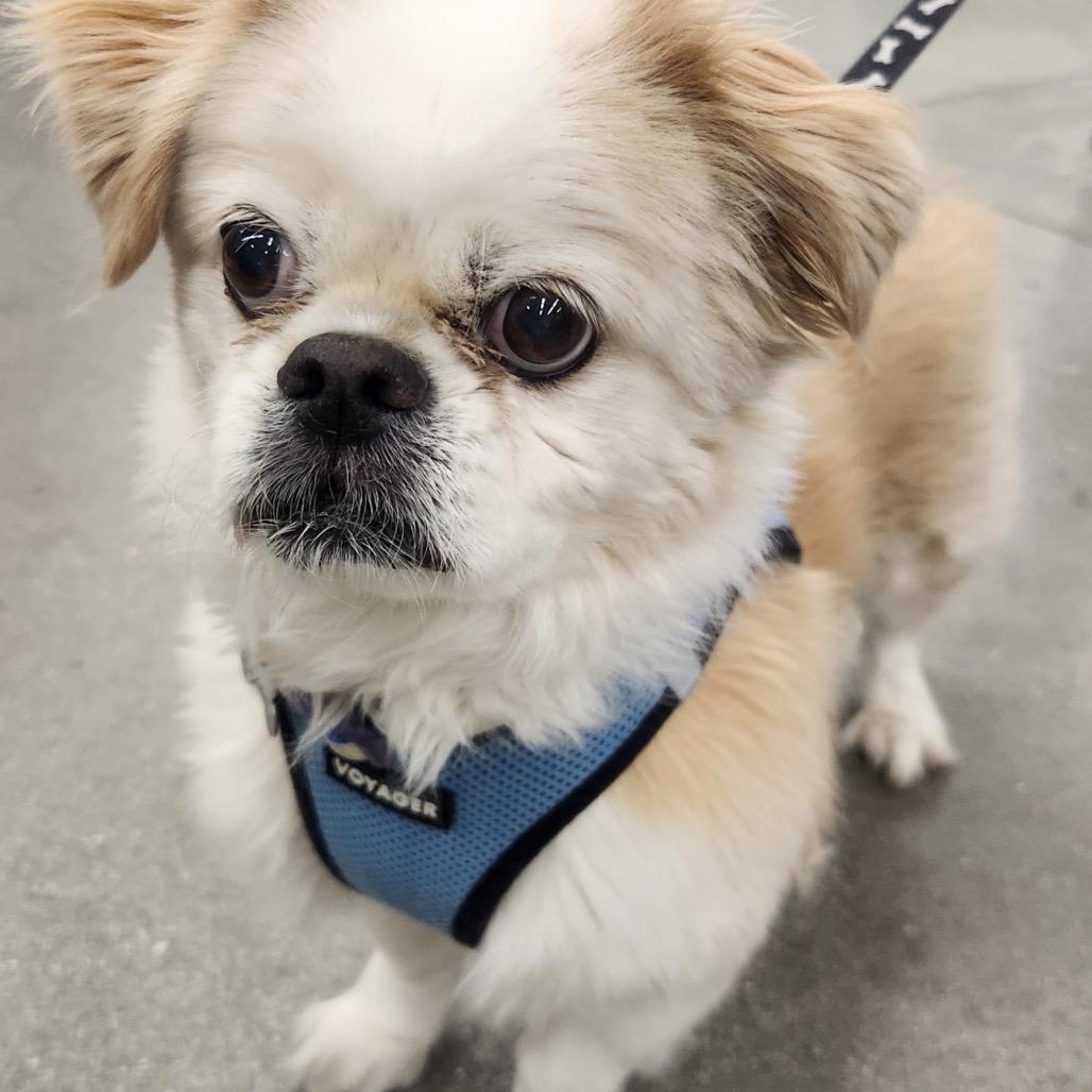 Biscuit Flowers Richey, Adoptable, Senior Male Pekingese.