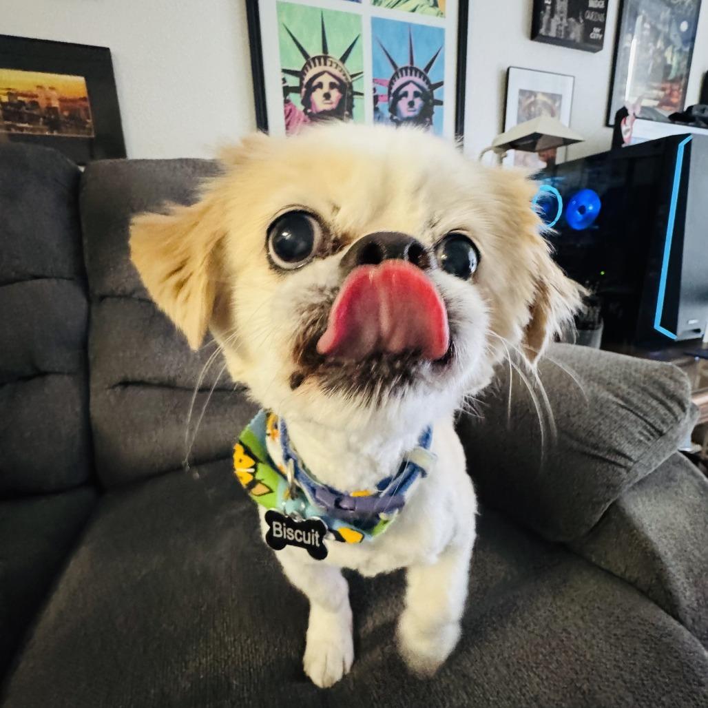 Enlarge Biscuit Flowers Richey, a Adopted Pekingese in Las Vegas, NV image 2/6