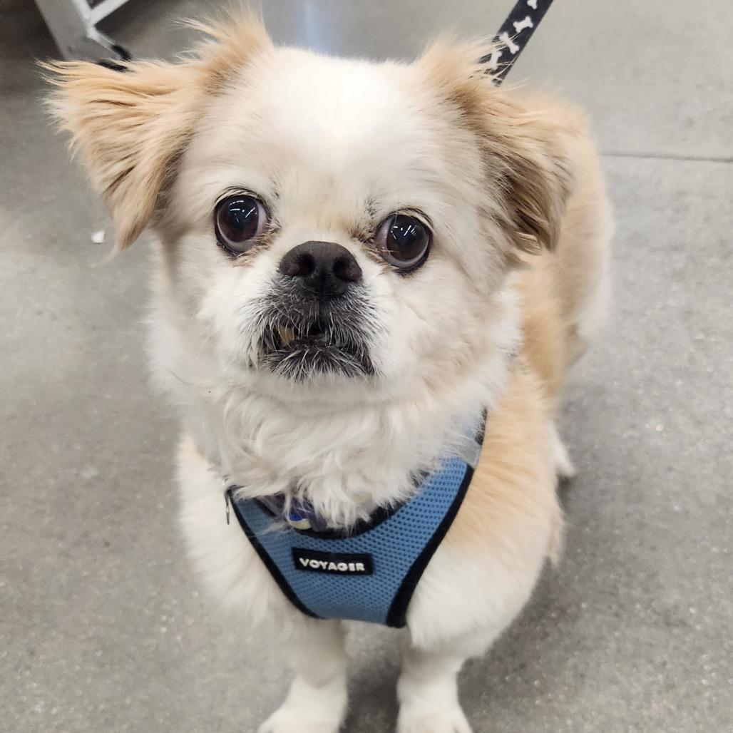 Enlarge Biscuit Flowers Richey, a Adopted Pekingese in Las Vegas, NV image 3/6