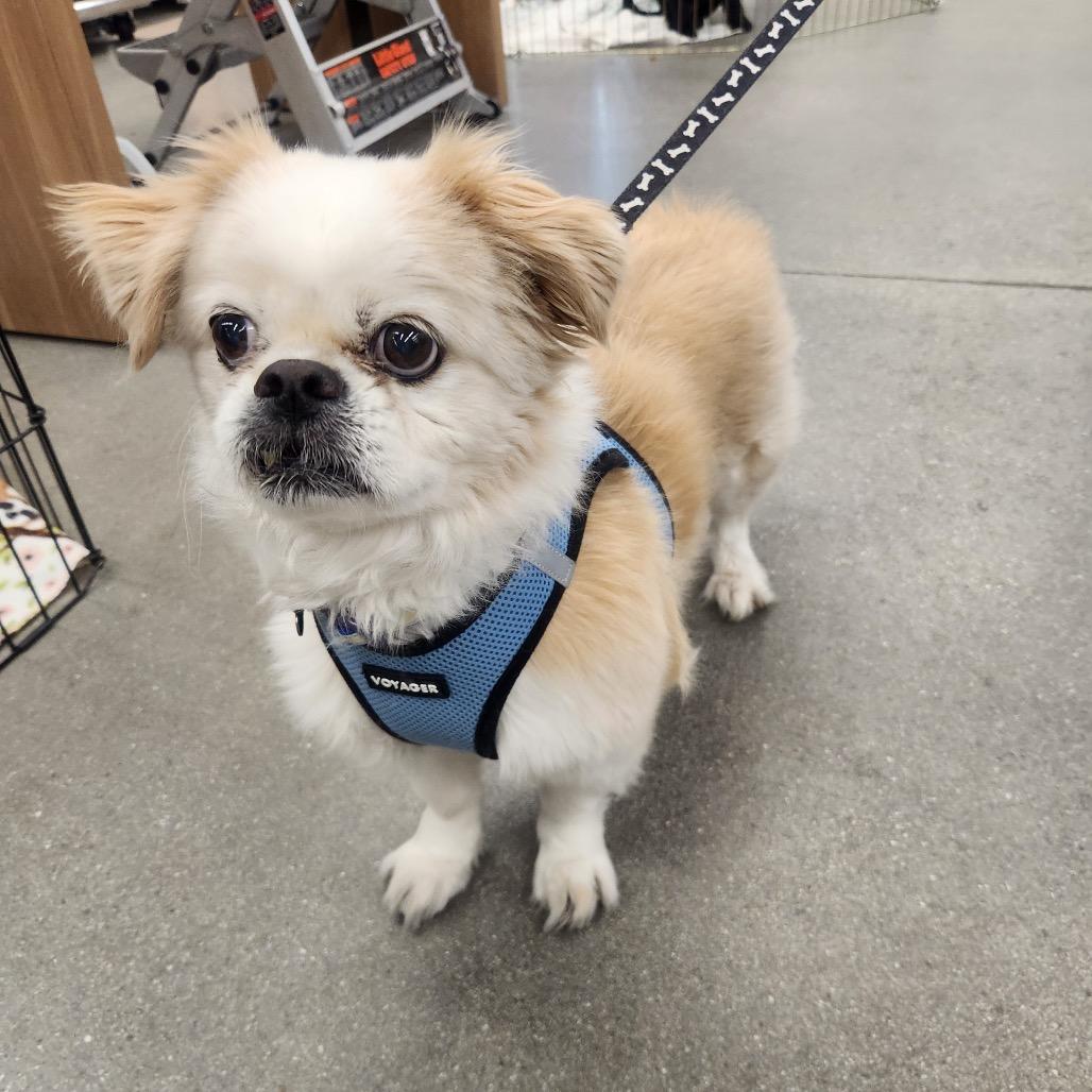 Enlarge Biscuit Flowers Richey, a Adopted Pekingese in Las Vegas, NV image 4/6