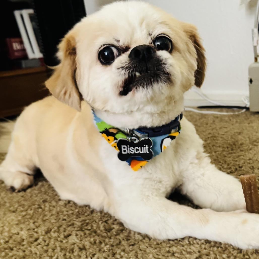 Enlarge Biscuit Flowers Richey, a Adopted Pekingese in Las Vegas, NV image 5/6