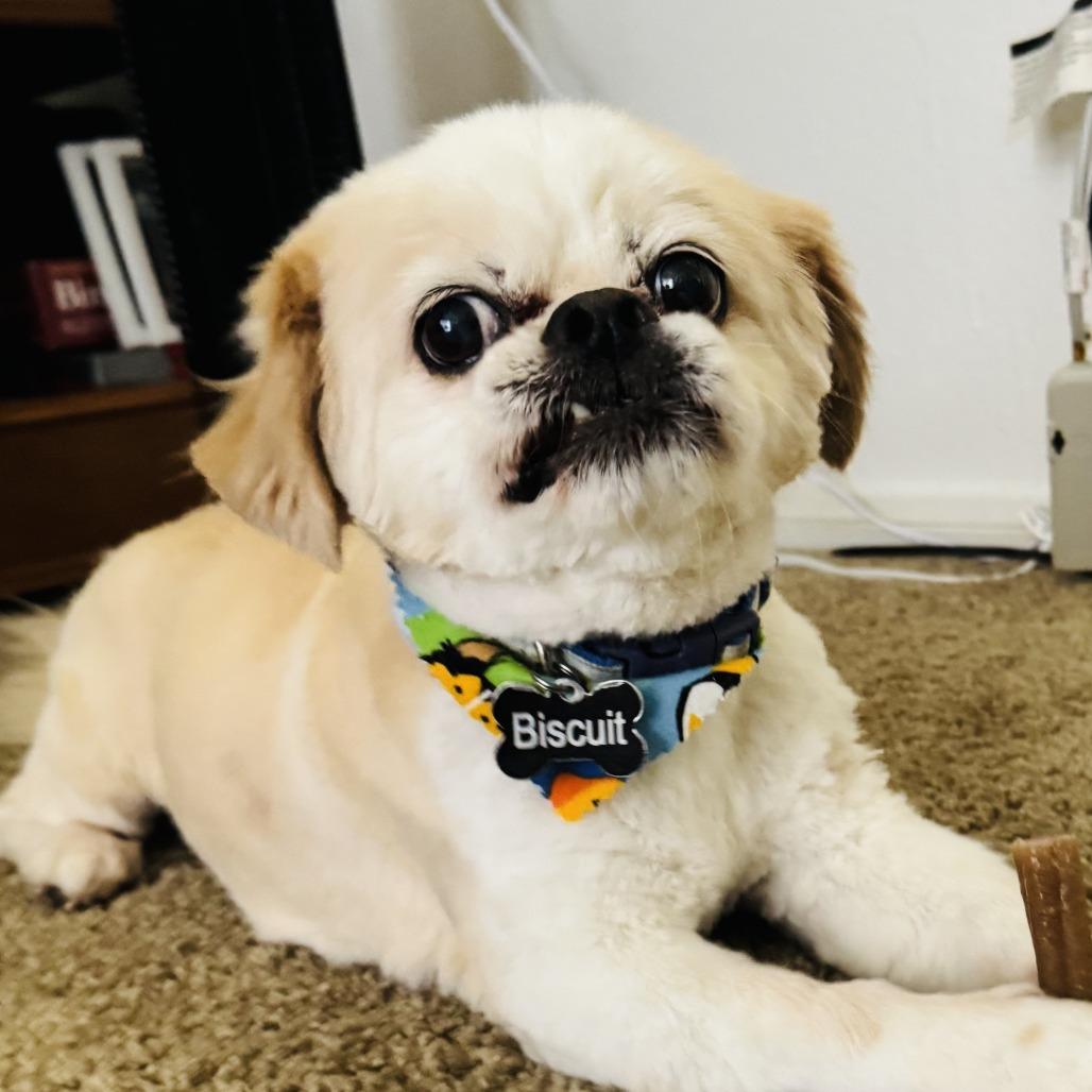 Enlarge Biscuit Flowers Richey, a Adopted Pekingese in Las Vegas, NV image 6/6