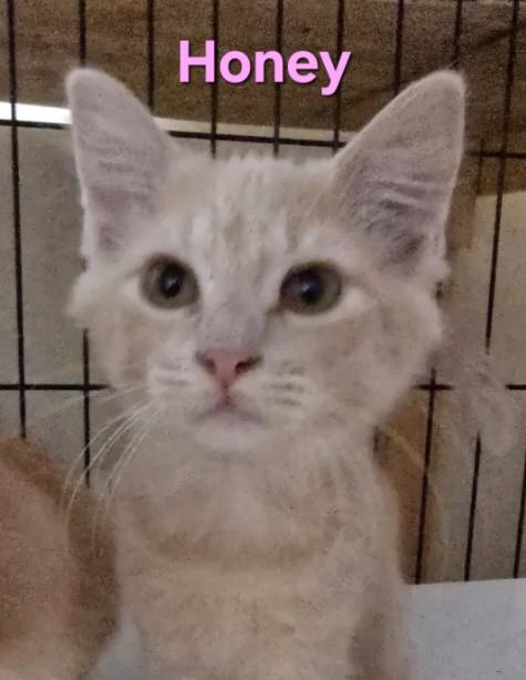 Enlarge Honey, a Adoptable Domestic Short Hair in Buena Vista, VA image 1/1