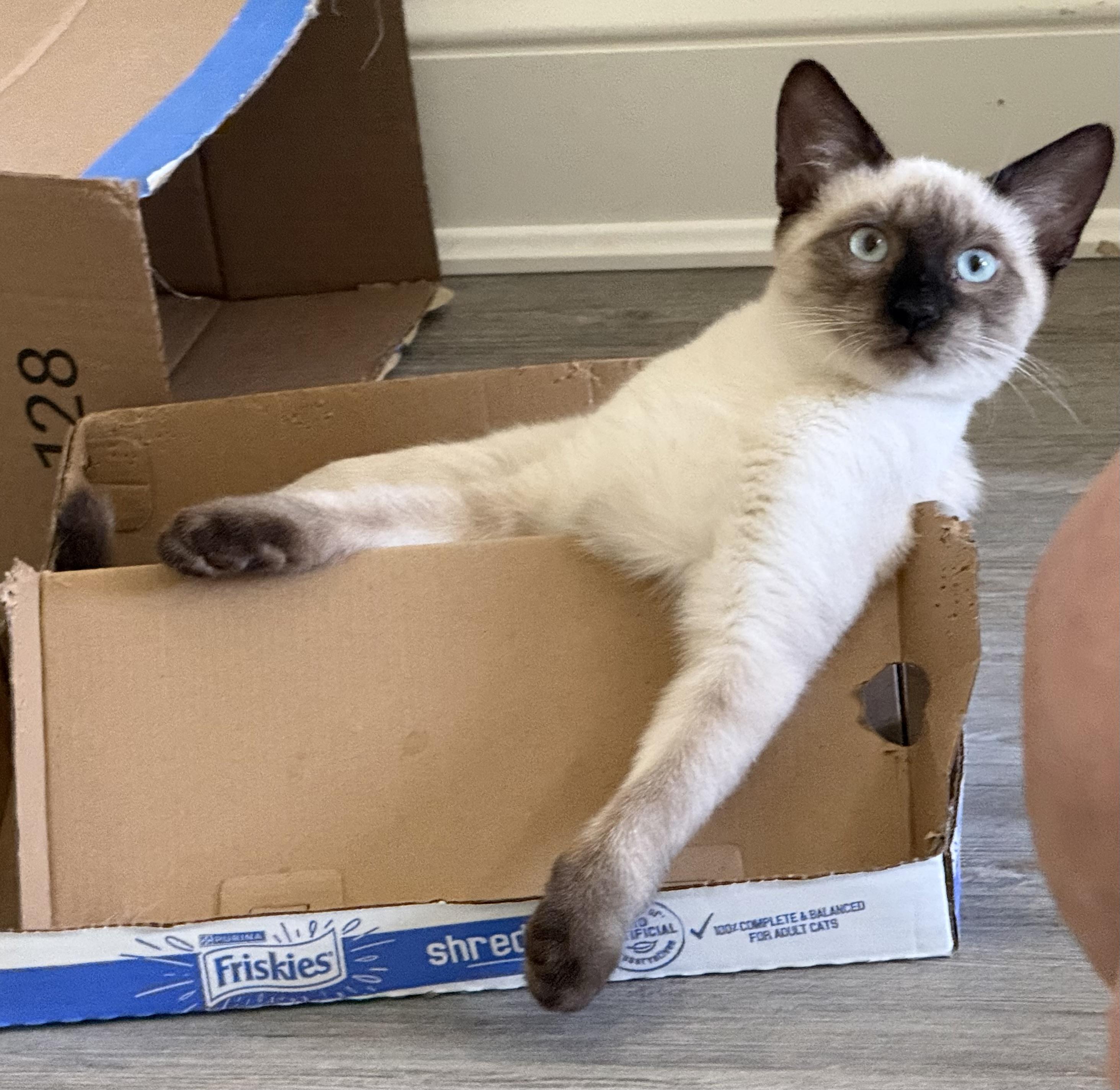 Danny, ADOPTABLE, Kitten Male Siamese.