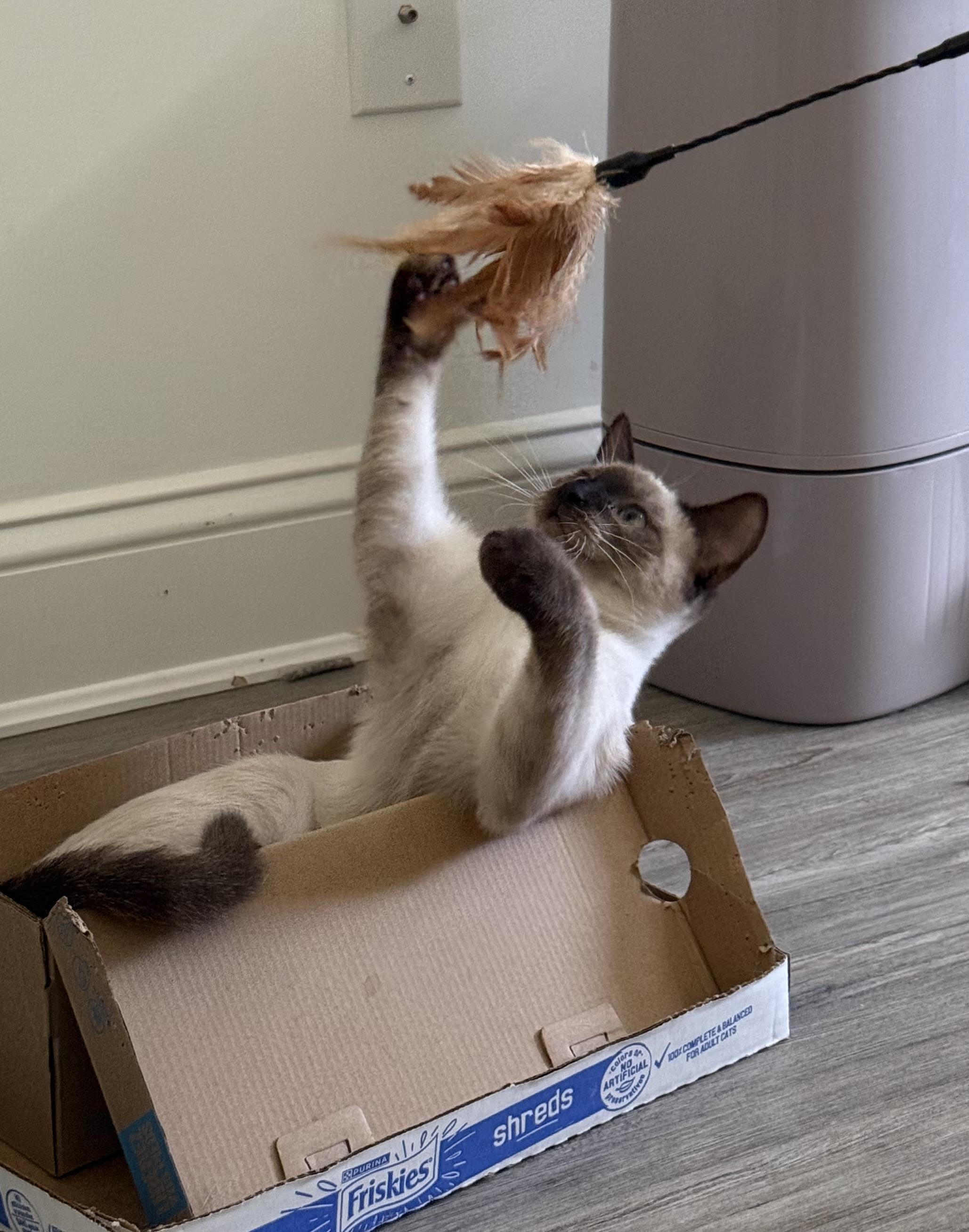 Danny, a ADOPTABLE Siamese in Smyrna, DE image 3/6