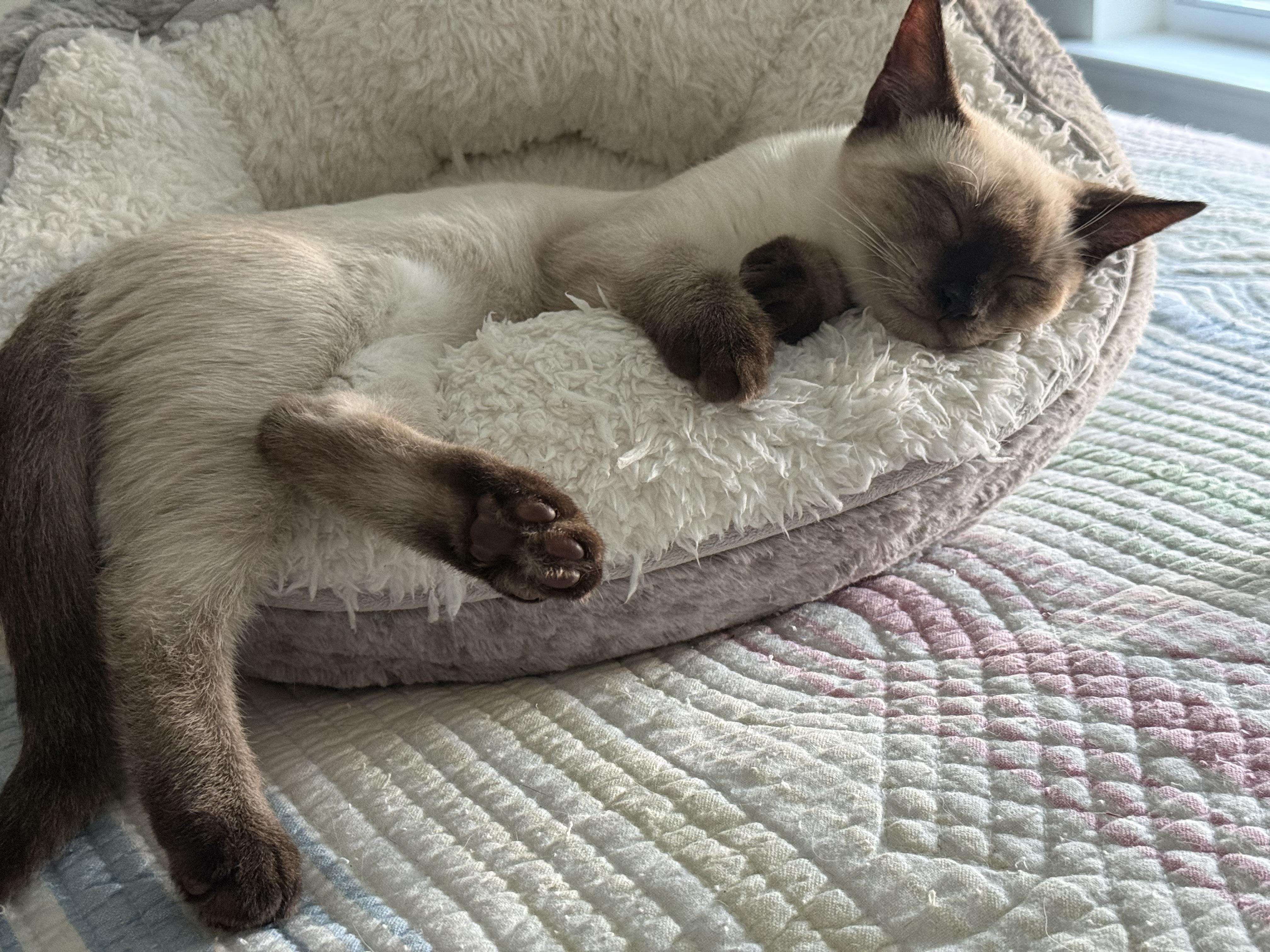 Danny, a ADOPTABLE Siamese in Smyrna, DE image 4/6