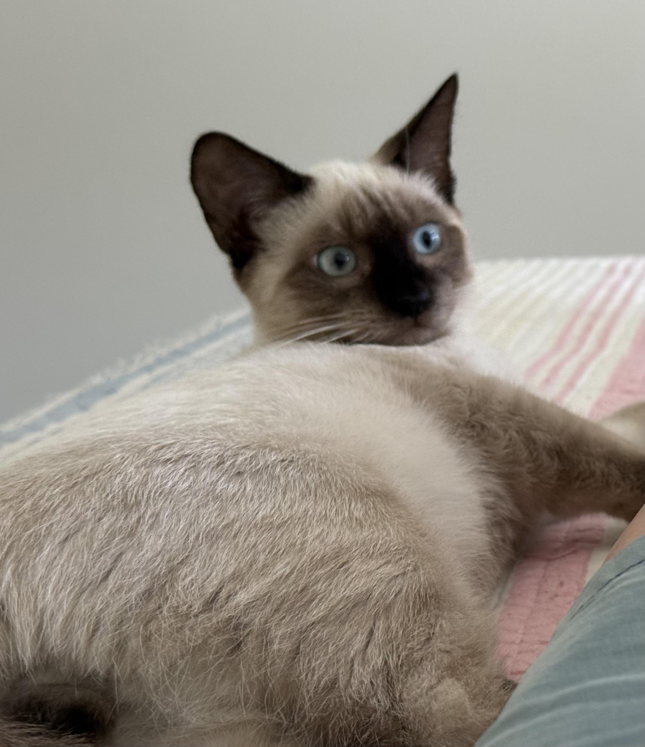 Danny, a ADOPTABLE Siamese in Smyrna, DE image 5/6