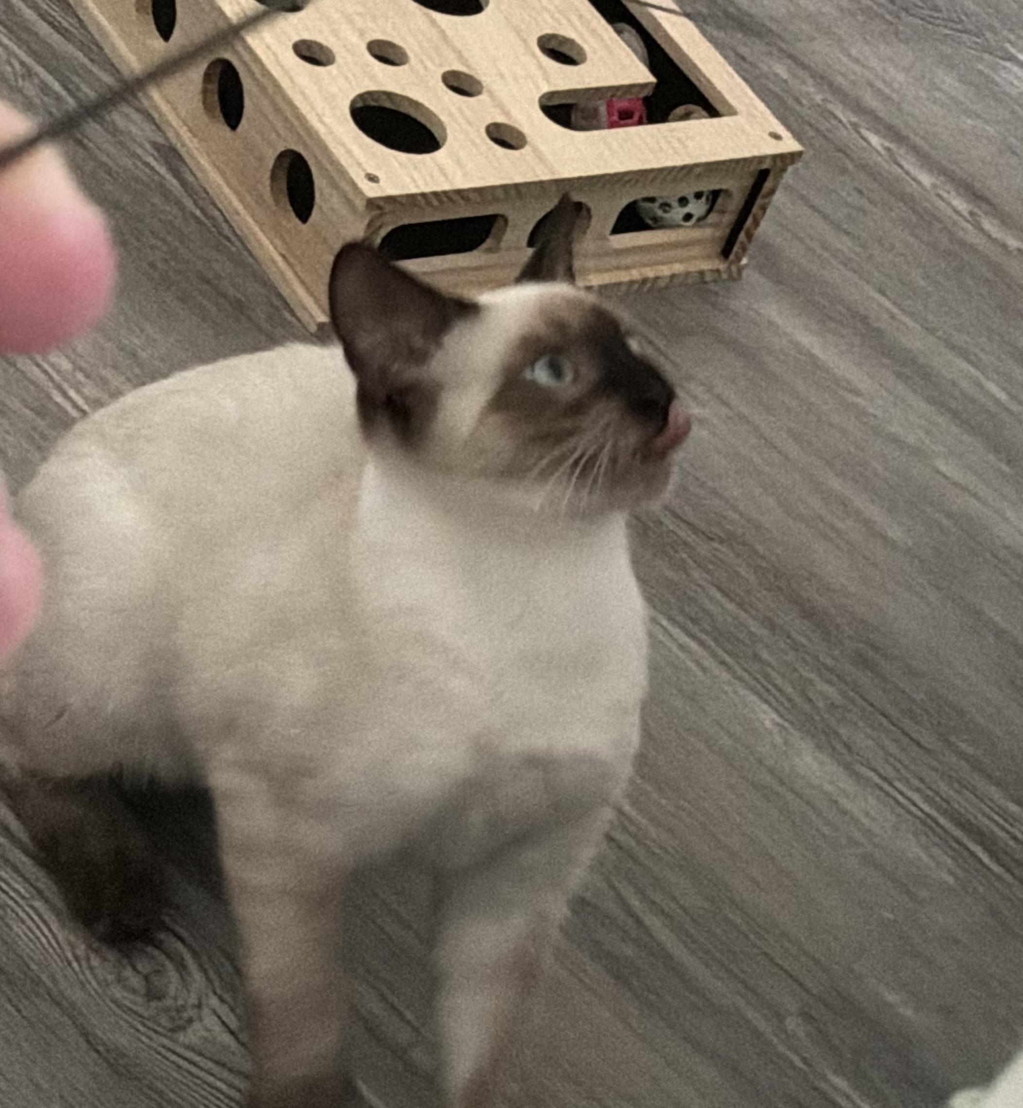 Danny, a ADOPTABLE Siamese in Smyrna, DE image 6/6