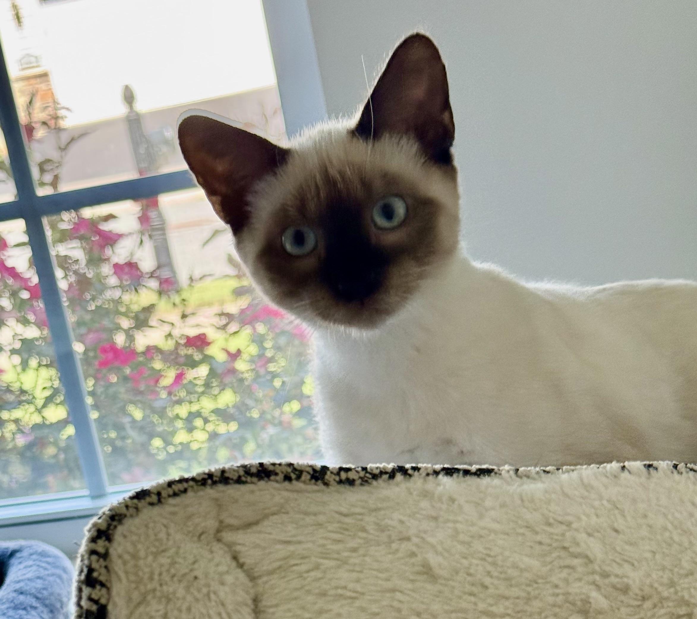 Danny, a ADOPTABLE Siamese in Smyrna, DE image 2/6