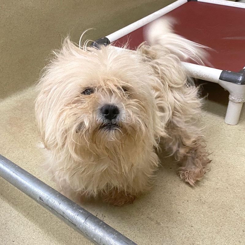 Evan, adopted, Adult Male Maltese.
