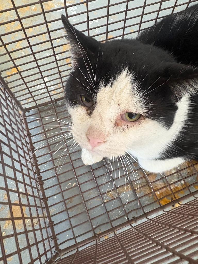 Lile, Adoptable, Adult Male Domestic Short Hair.