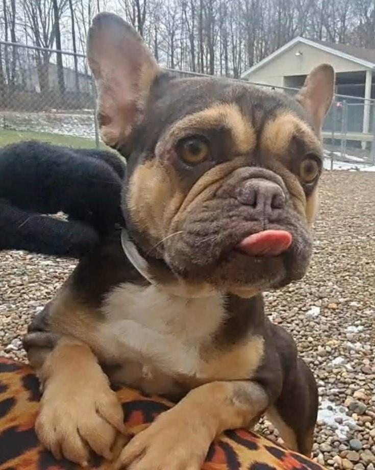 Enlarge Dominique, a ADOPTABLE French Bulldog in North Olmsted, OH image 1/4