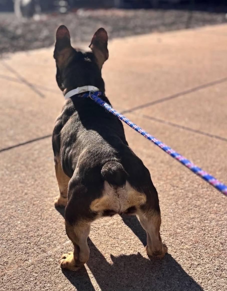 Enlarge Dominique, a ADOPTABLE French Bulldog in North Olmsted, OH image 3/4