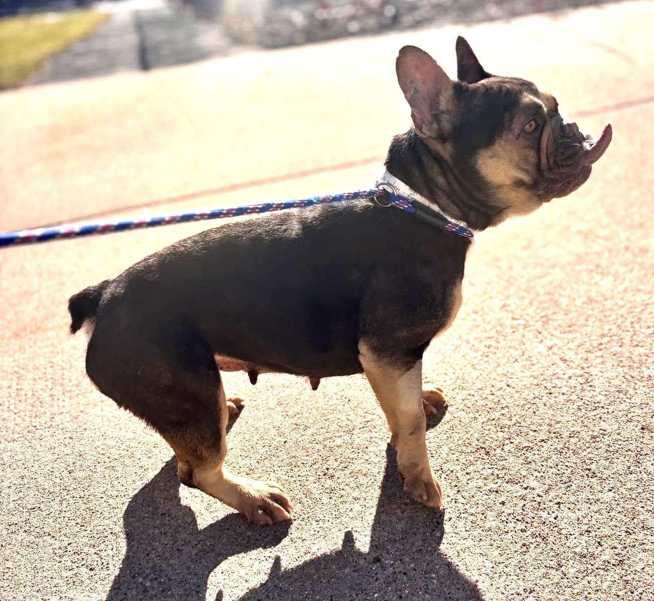 Enlarge Dominique, a ADOPTABLE French Bulldog in North Olmsted, OH image 2/4