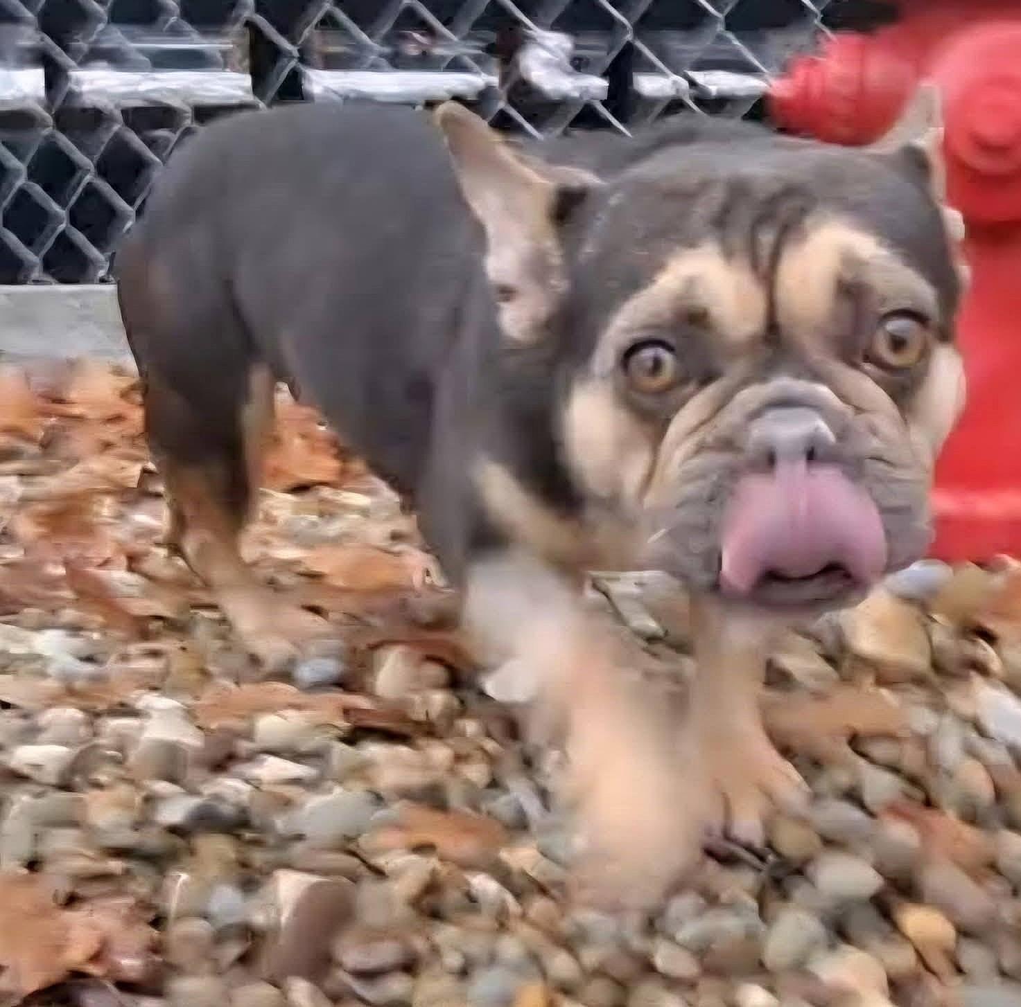 Enlarge Dominique, a ADOPTABLE French Bulldog in North Olmsted, OH image 4/4