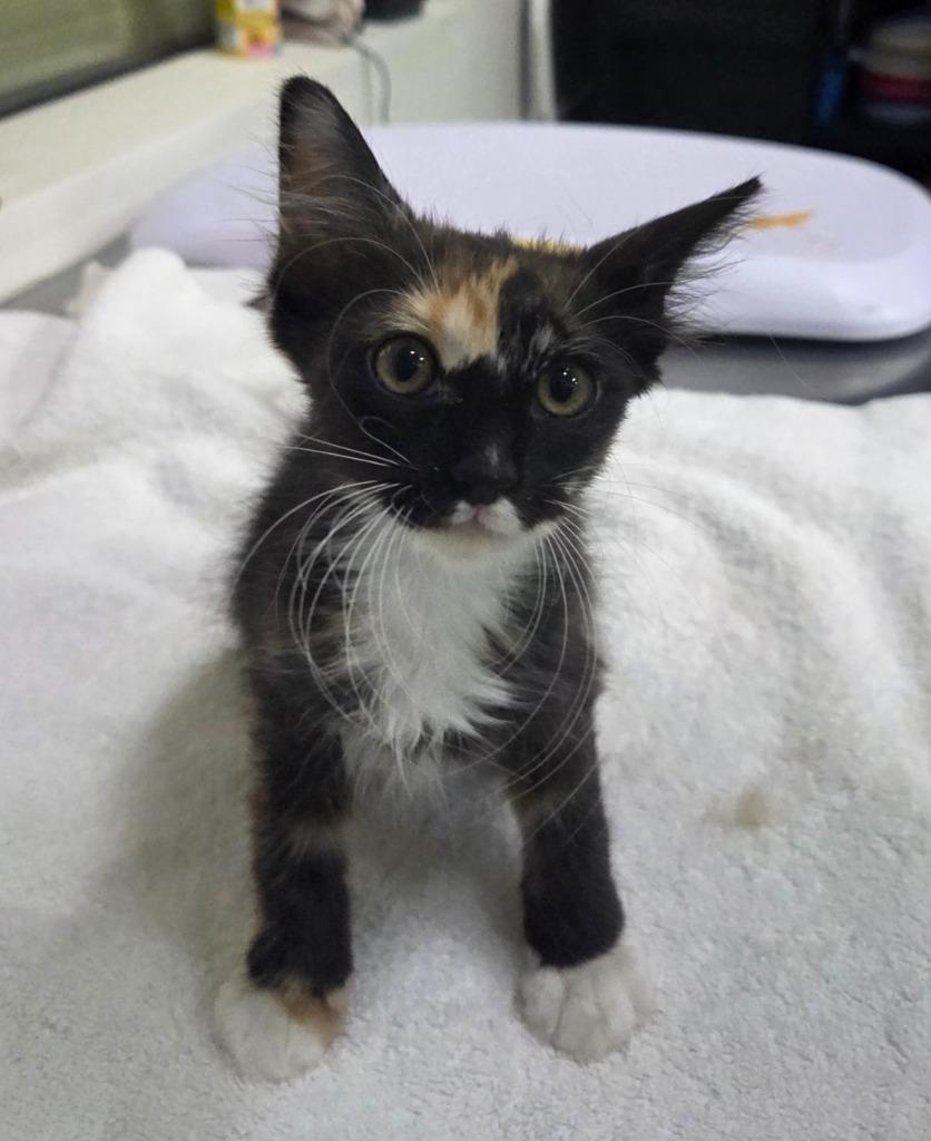 Sol, Adoptable, Kitten Female Domestic Short Hair.
