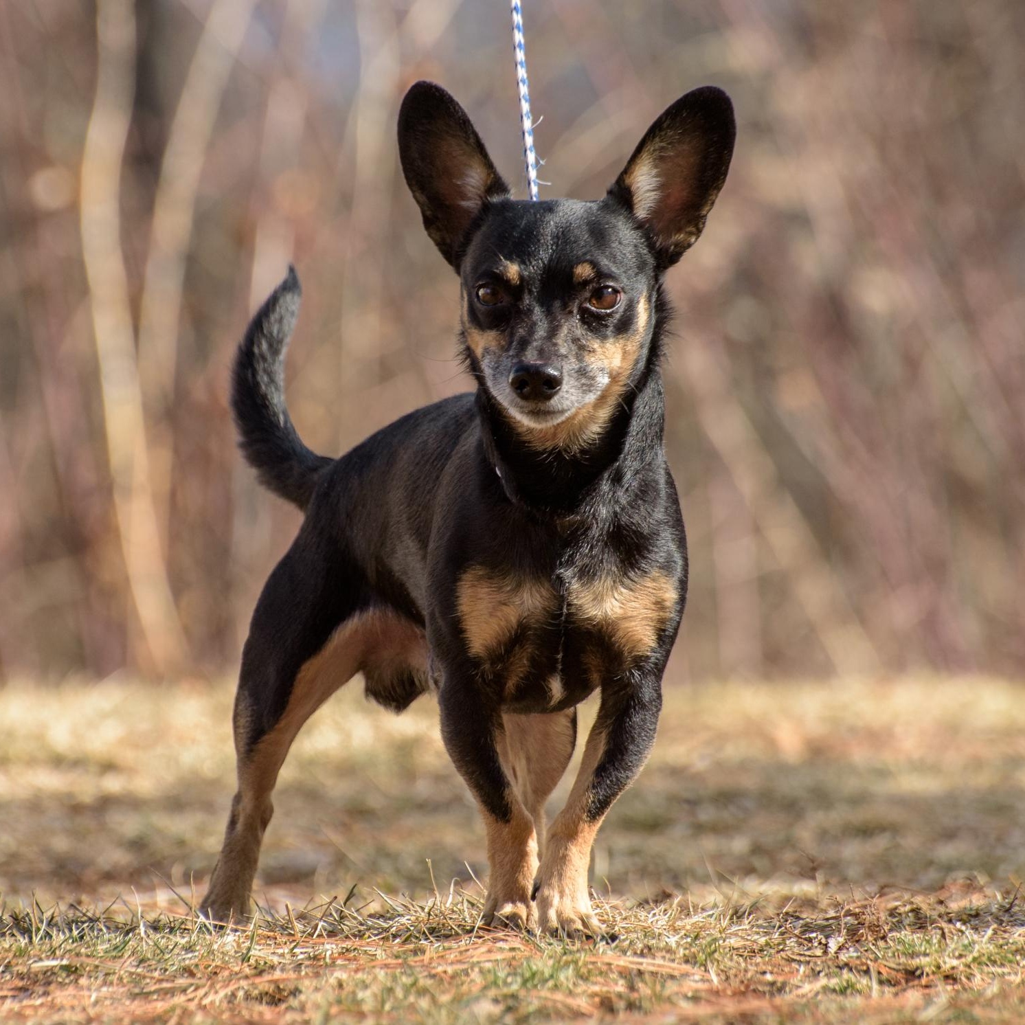 Bennett, an adoptable Chiweenie in Lambertville, NJ, 08530 | Photo Image 2