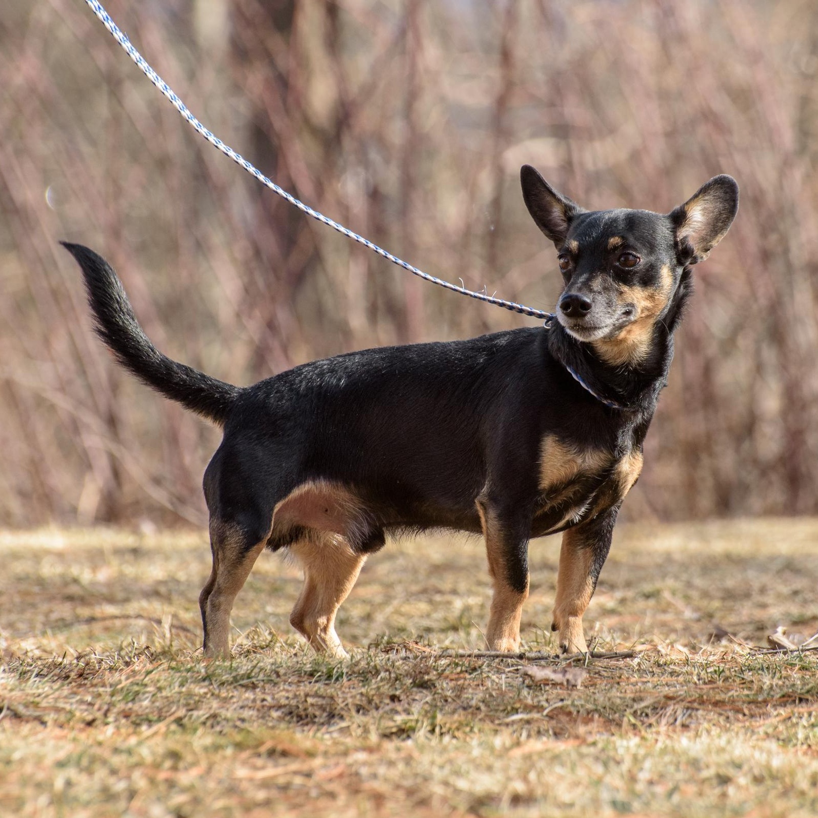 Bennett, an adoptable Chiweenie in Lambertville, NJ, 08530 | Photo Image 3