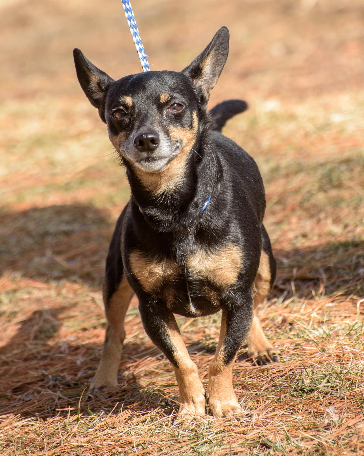 Bennett, an adoptable Chiweenie in Lambertville, NJ, 08530 | Photo Image 4