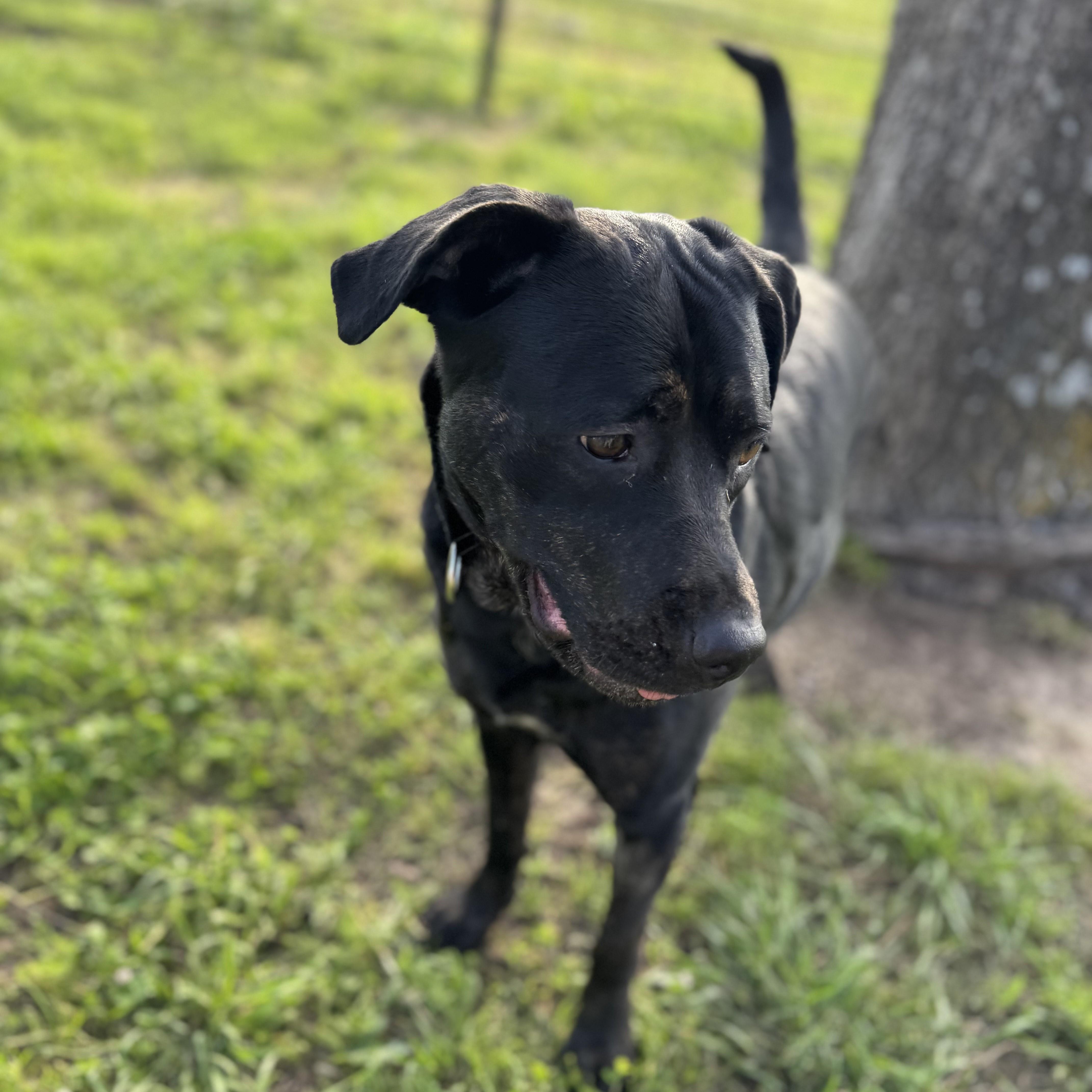 Koko, Adoptable, Adult Female Labrador Retriever.