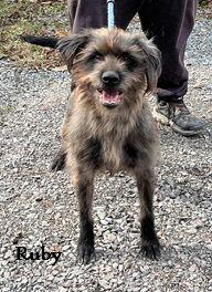 Ruby, a Adoptable Terrier in Elkins, WV image 1/2
